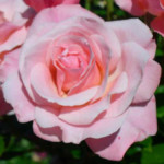Dickson rose-w500-h375