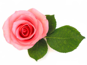 isolated pink rose with green leaf