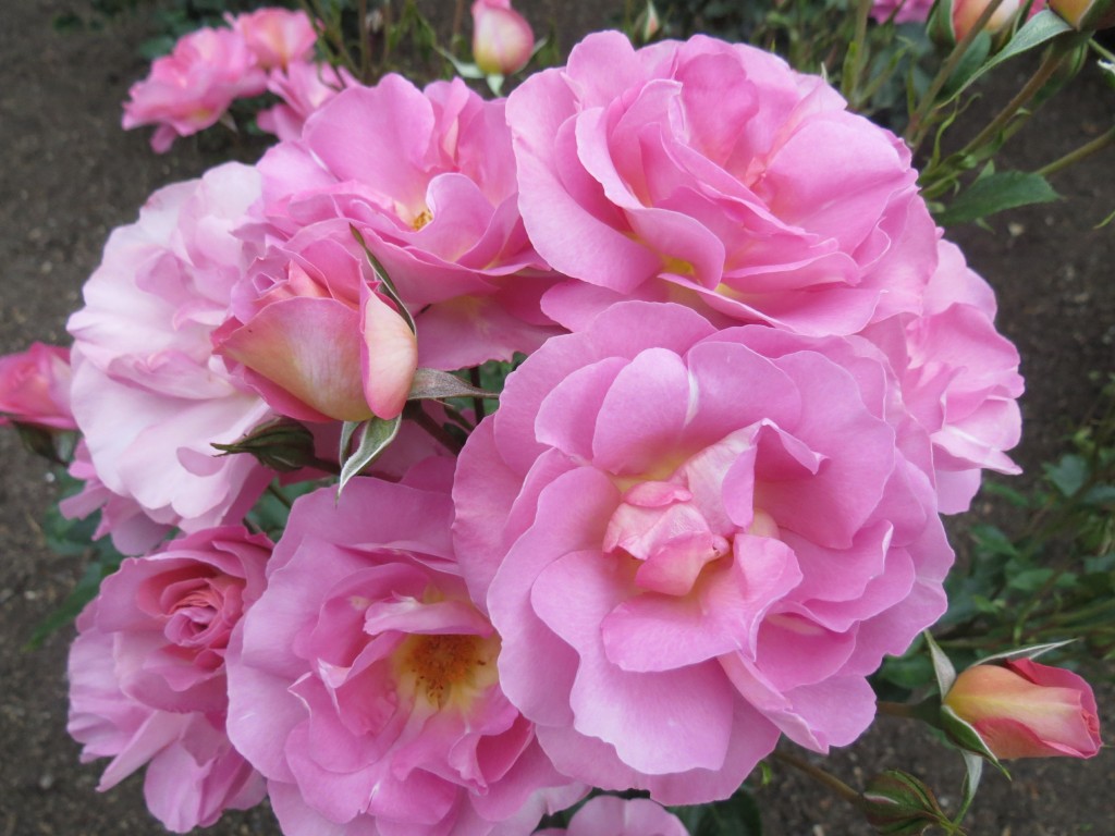 November - Pacific Glory - The New Zealand Rose Society