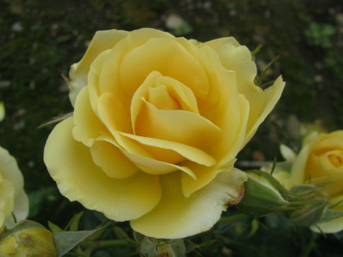 2000 - 2009 winners - The New Zealand Rose Society