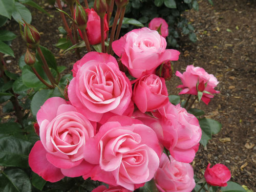 Looking Good (3)-w500-h375 - The New Zealand Rose Society