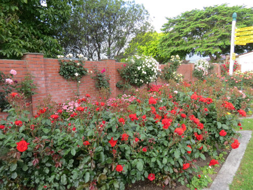 Woodville Rose Garden - The New Zealand Rose Society
