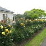 landscaping-with-roses-2-w500-h375