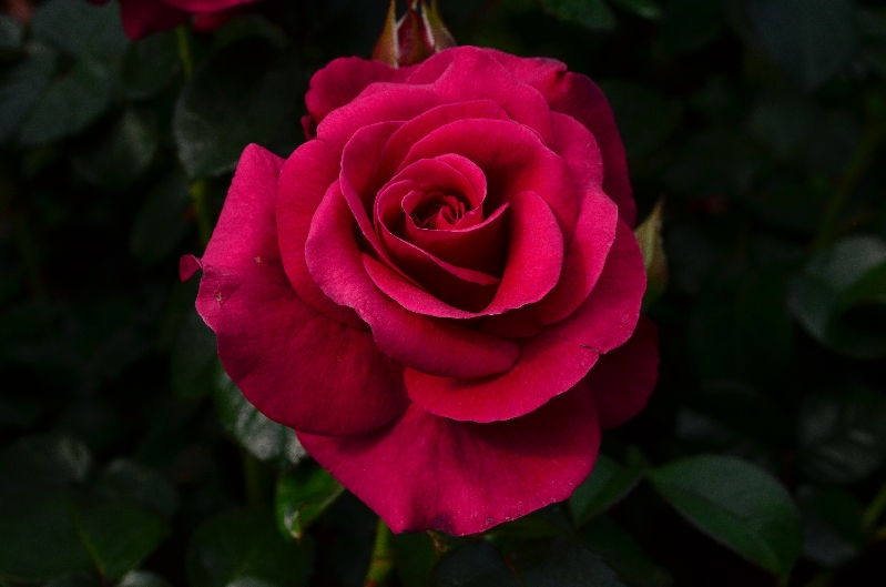 Rosy success at International Rose Trials - The New Zealand Rose Society