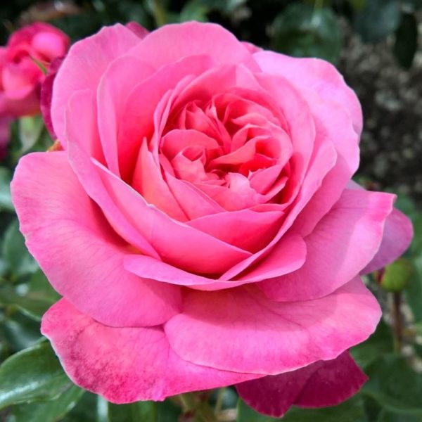 The New Zealand Rose Society Official Website