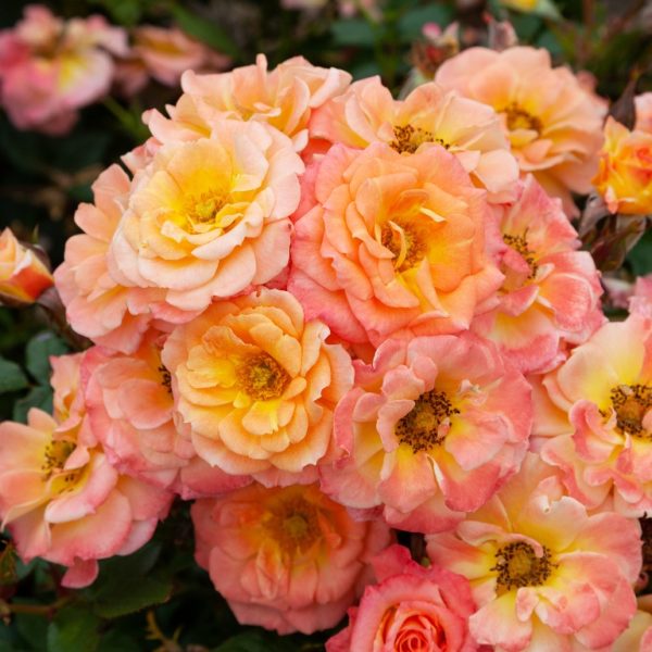 Parnell Rose Garden Auckland The New Zealand Rose Society