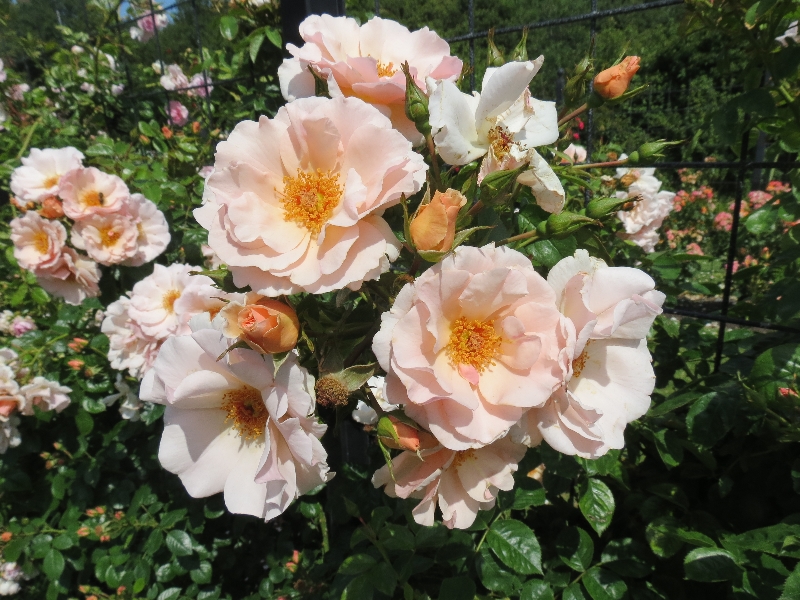 Rosy success at International Rose Trials - The New Zealand Rose Society