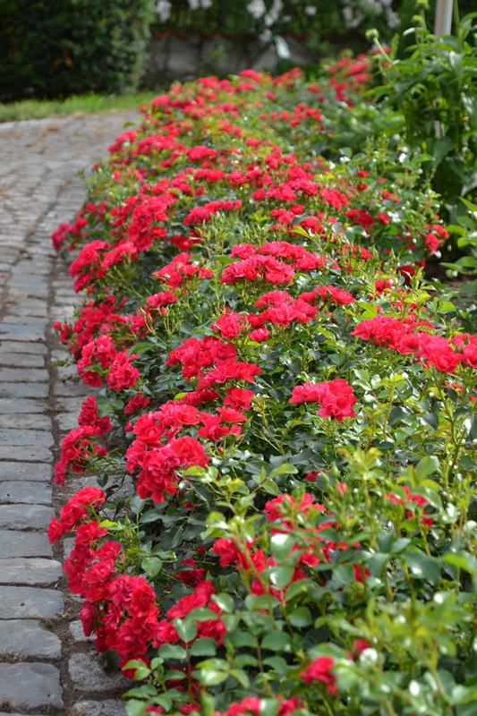 Flower Carpet® Mini Cherry The New Zealand Rose Society