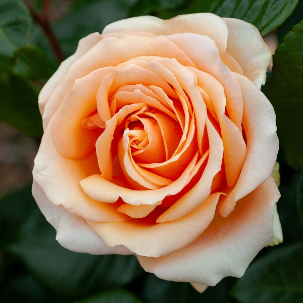 The New Zealand Rose Society Official Website