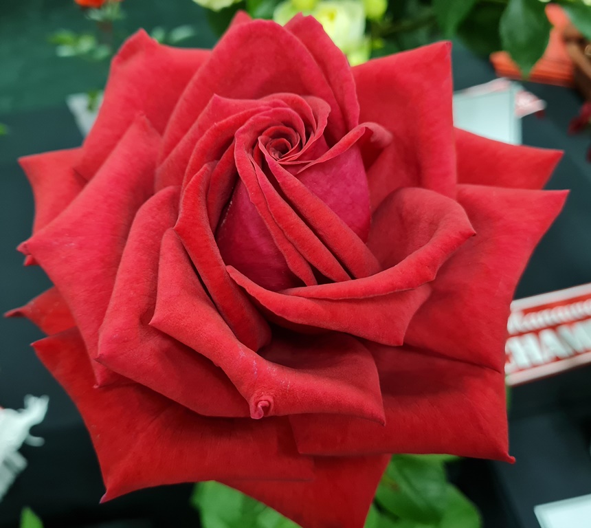 2024 Rose Shows - The New Zealand Rose Society