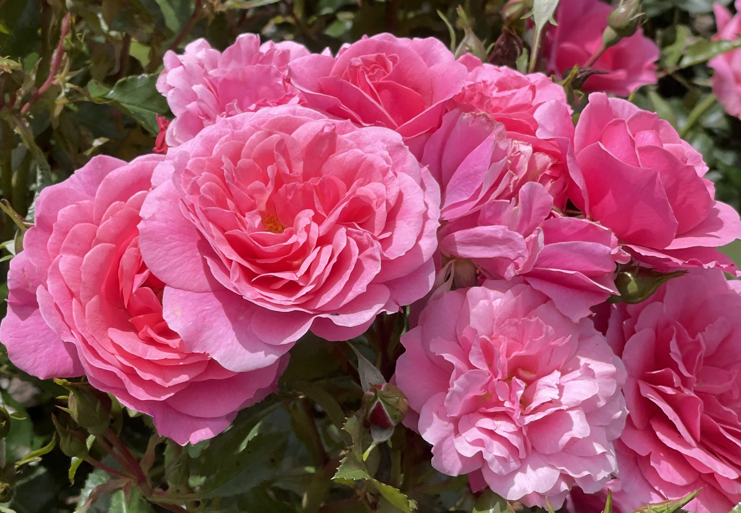 ROSE様♡ Neptune King Terrazza Netherlands Florist Shrub Rose For Sale