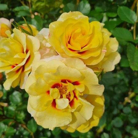 AMORE Irish Sunset 20251118_173619