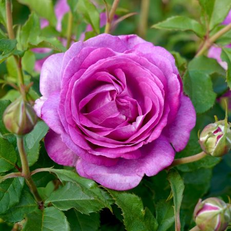 Adorable (Korjupvio)_Floribunda_Kordes Rosen_Matthews Nurseries ltd