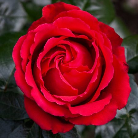 Aroha (Mattquet)_Hybrid Tea_Matthews Nurseries Ltd_2