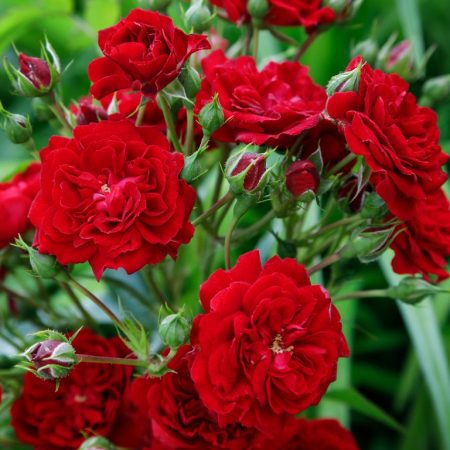 Crimson Siluetta (KORsilu06)_Climber_Matthews Nurseries Ltd_Kordes Roses_1