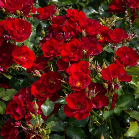 Marondo (Korlinolip)_Shrublet_Matthews Nurseries Ltd_1