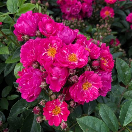 Perfumy Siluetta (KORsilu14)_Siluetta Climbing Rose_Matthews Nurseries Ltd_1