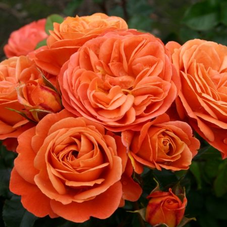 Phoenix (Korrosobi)_Floribunda_Matthews Nurseries Ltd_Kordes Rose Selection_2