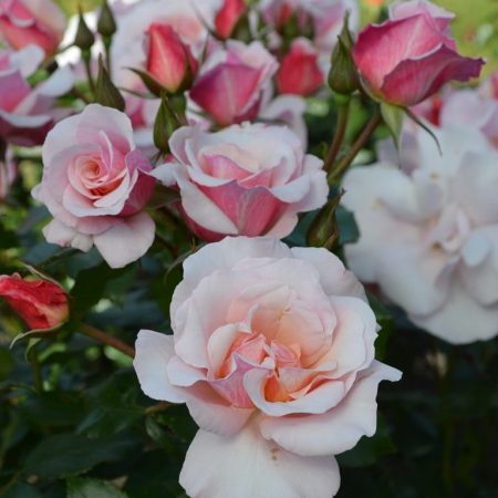 ????????????????????????????????????