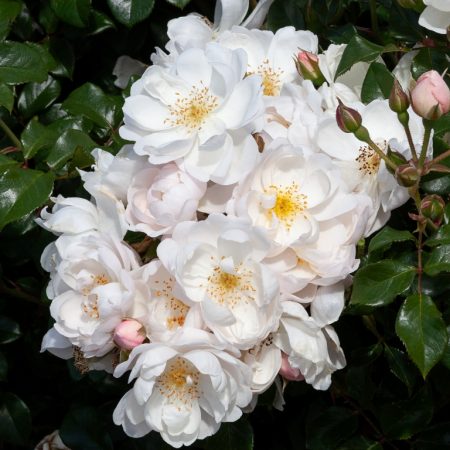 Twinkle (Mattwink)_Shrublet_Matthews Nurseries Ltd_1