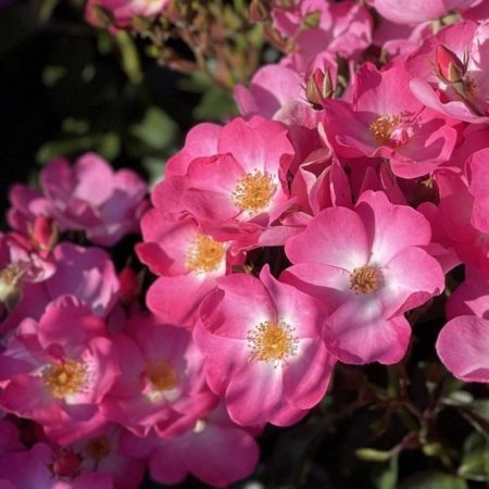 phlox_meidiland